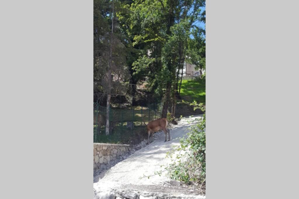 Casa Vacanze Al Castello Villetta Barrea Buitenkant foto